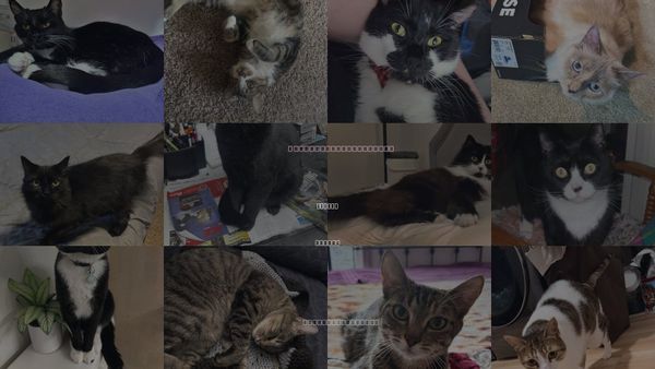 Cats for Adoption in Keizer, Oregon