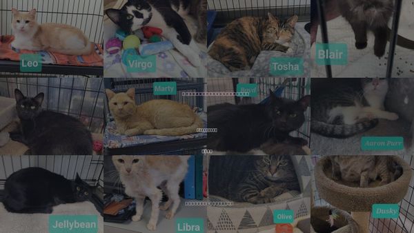Cats for Adoption in Kettering, Ohio