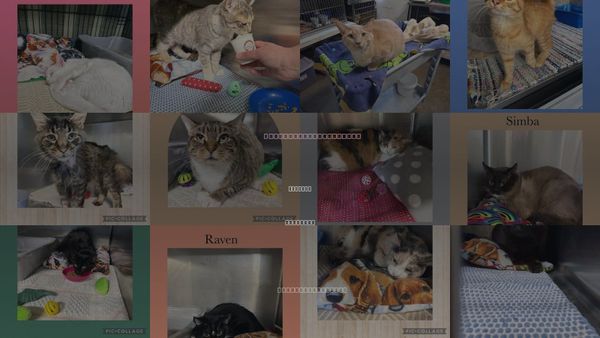 Cats for Adoption in Kewanee, Illinois