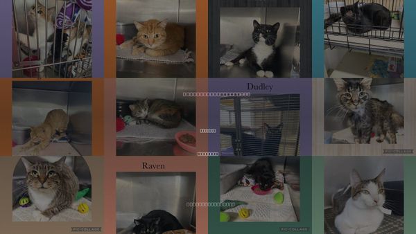 Cats for Adoption in Kewanee, Illinois