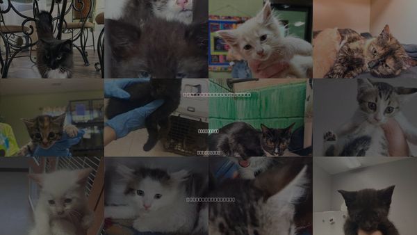 Cats for Adoption in Kingsport, Tennessee