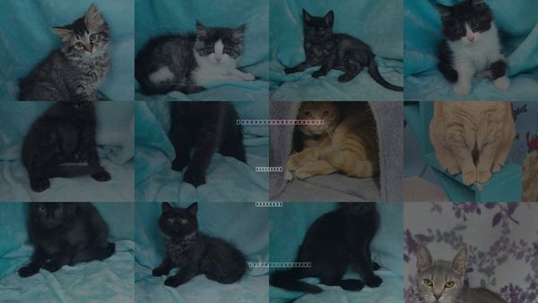 Cats for Adoption in Lake City, Michigan