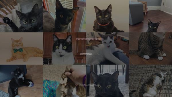 Cats for Adoption in Lincoln Park, Michigan
