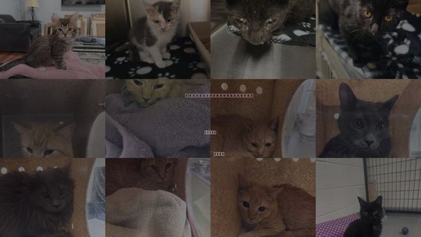 Cats for Adoption in Magna, Utah