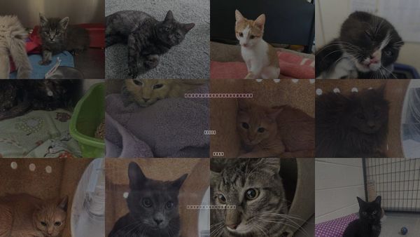 Cats for Adoption in Magna, Utah