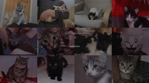 Cats for Adoption in Maple Heights, Ohio