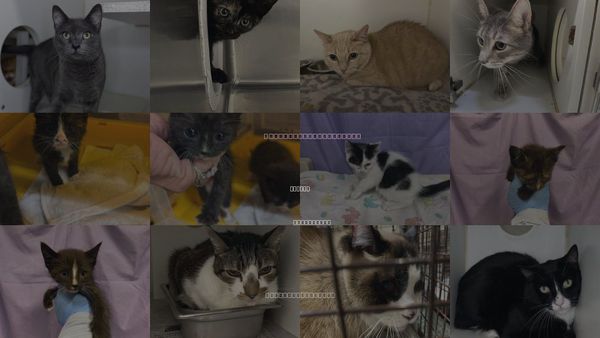 Cats for Adoption in Merced, California