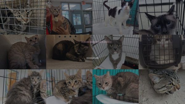 Cats for Adoption in Midwest City, Oklahoma