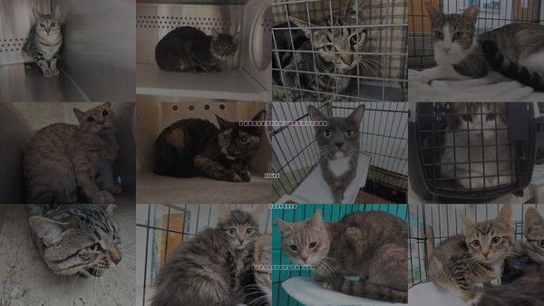 Cats for Adoption in Moore, Oklahoma