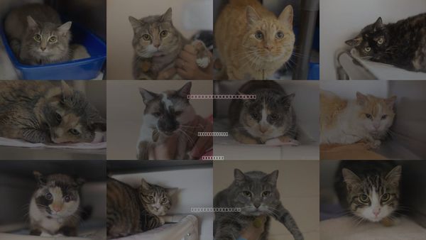 Cats for Adoption in Mountain Home, Arkansas