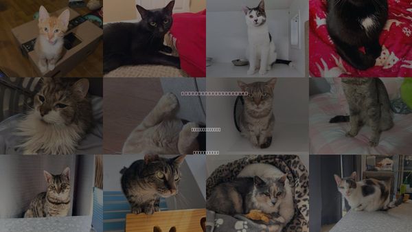 Cats for Adoption in New Brunswick, New Jersey