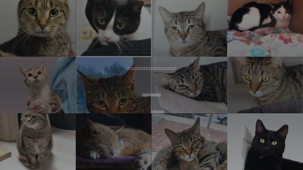 Cats for Adoption in Noblesville, Indiana
