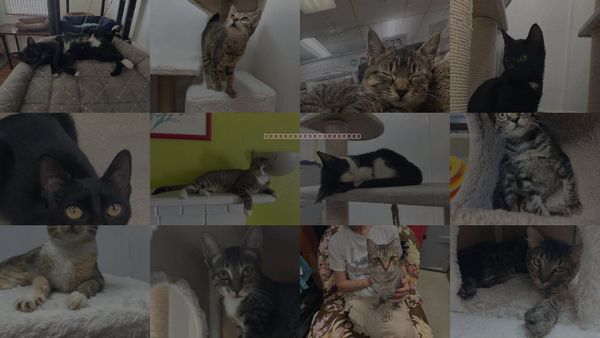 Cats for Adoption in North Port, Florida