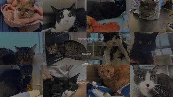 Cats for Adoption in Northglenn, Colorado