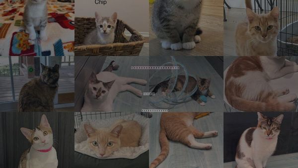 Cats for Adoption in Oakboro, North Carolina