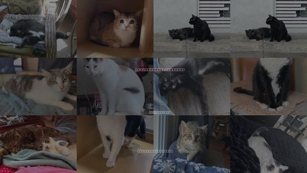 Cats for Adoption in Oxford, Mississippi