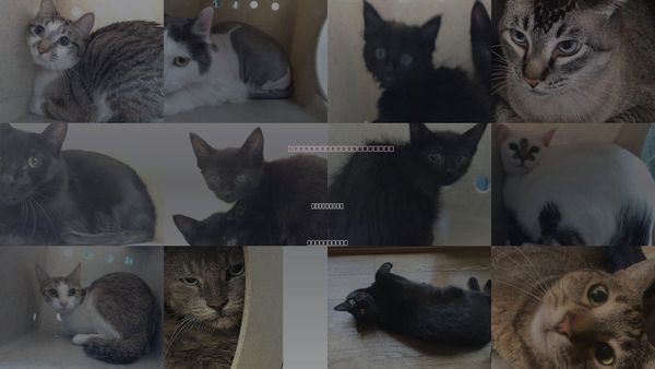 Cats for Adoption in Paramount, California