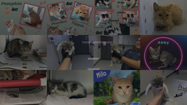 Cats for Adoption in Porterville, California