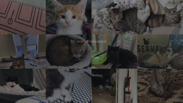 Cats for Adoption in Roanoke, Alabama