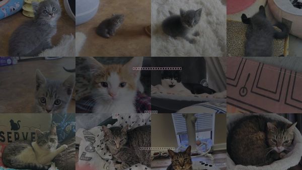 Cats for Adoption in Roanoke, Alabama