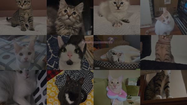 Cats for Adoption in Rootstown, Ohio