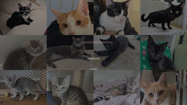Cats for Adoption in Saint Helens, Oregon