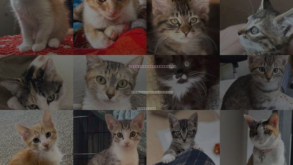 Cats for Adoption in San Buenaventura (Ventura), California