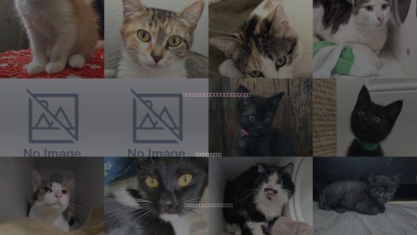 Cats for Adoption in San Buenaventura (Ventura), California