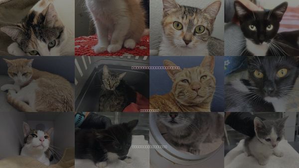 Cats for Adoption in San Buenaventura (Ventura), California
