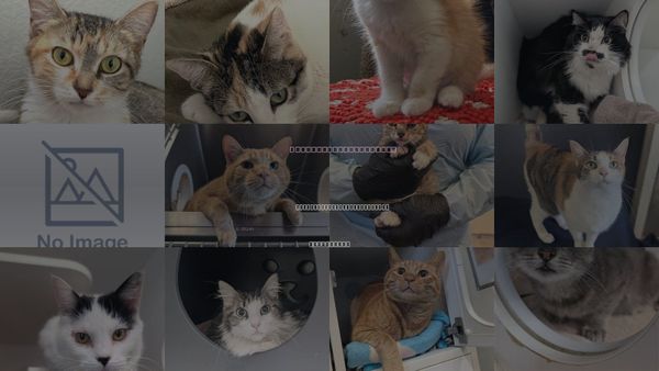 Cats for Adoption in San Buenaventura (Ventura), California