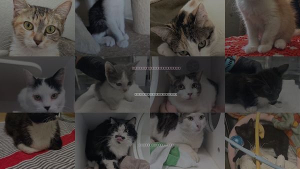 Cats for Adoption in San Buenaventura (Ventura), California
