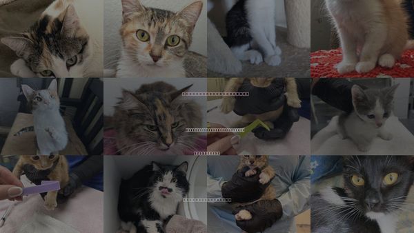 Cats for Adoption in San Buenaventura (Ventura), California