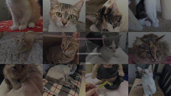 Cats for Adoption in San Buenaventura (Ventura), California