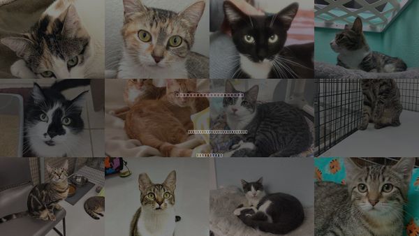 Cats for Adoption in San Buenaventura (Ventura), California