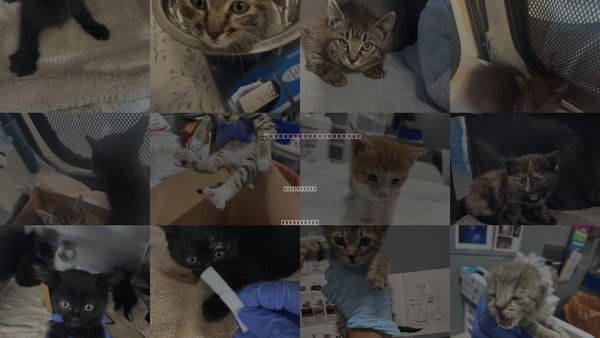 Cats for Adoption in San Martin, California