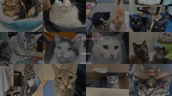 Cats for Adoption in San Rafael, California