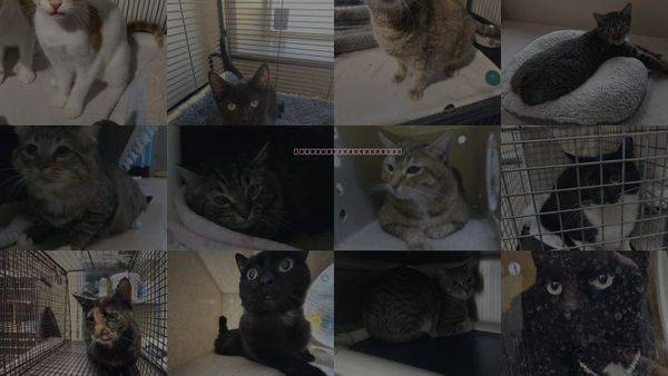 Cats for Adoption in Sanford, Florida