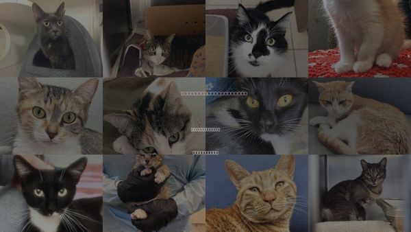 Cats for Adoption in Santa Barbara, California