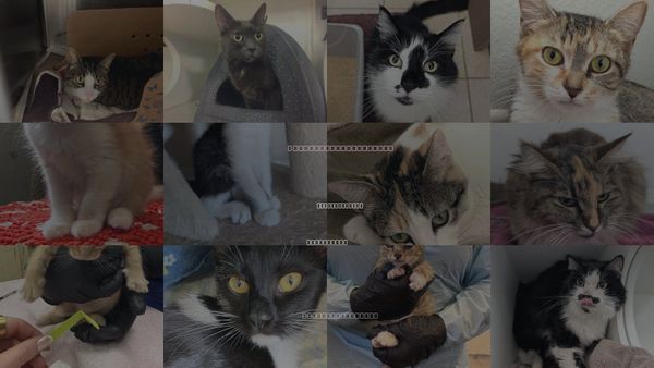 Cats for Adoption in Santa Barbara, California