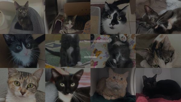 Cats for Adoption in Santa Barbara, California