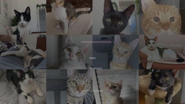 Cats for Adoption in Santee, California