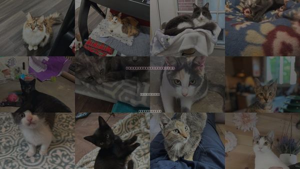 Cats for Adoption in Saunderstown, Rhode Island