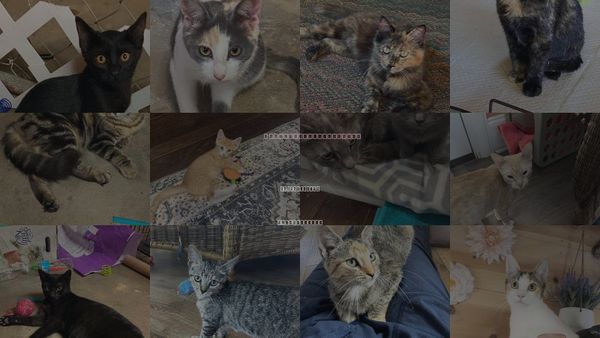 Cats for Adoption in Saunderstown, Rhode Island
