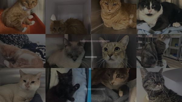 Cats for Adoption in Spanish Fork, Utah