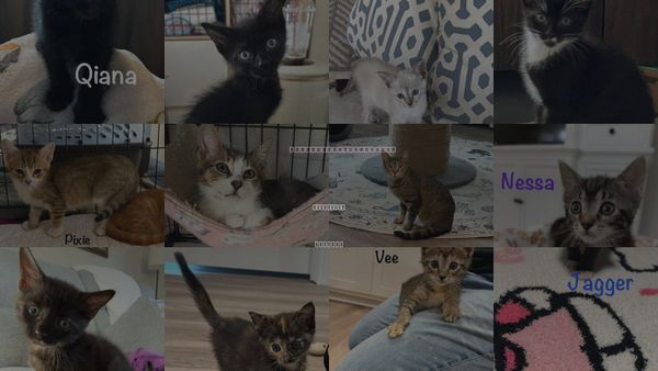 Cats for Adoption in St. Johns, Florida