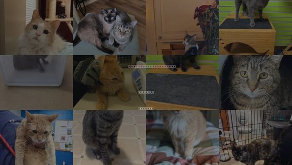 Cats for Adoption in St. Peters, Missouri
