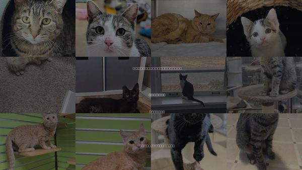 Cats for Adoption in St. Peters, Missouri
