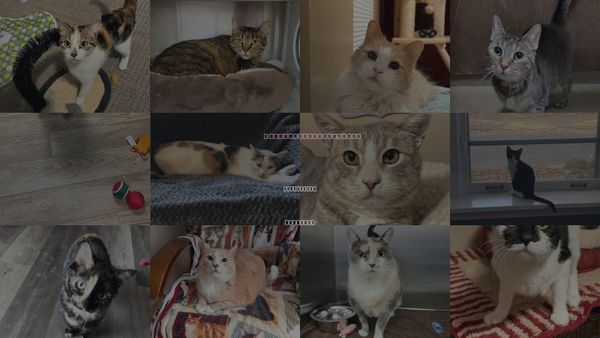 Cats for Adoption in St. Peters, Missouri
