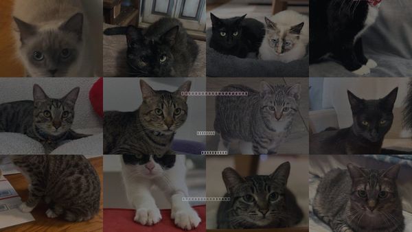 Cats for Adoption in Sun City, California
