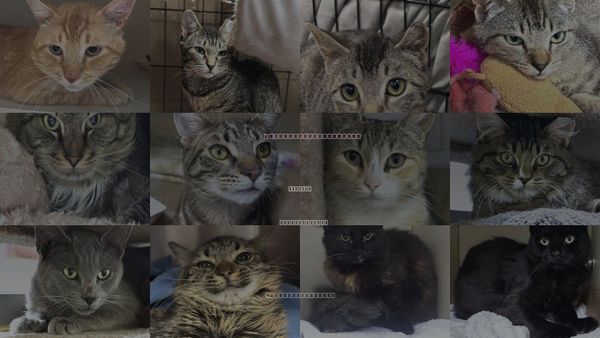 Cats for Adoption in Taunton, Massachusetts